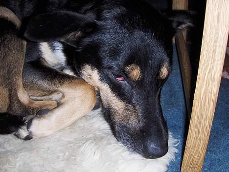 Blanding af racer Buller billede 16