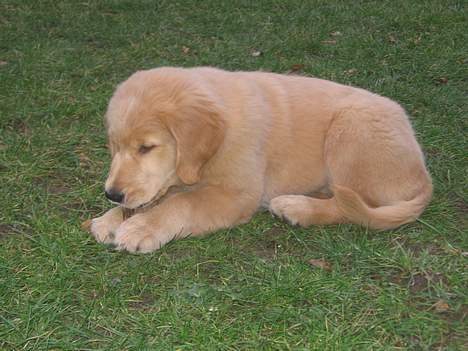 Golden retriever Ally - første morgen på græsplænen billede 6