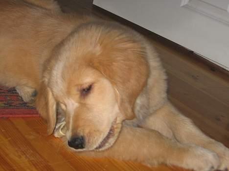 Golden retriever Ally - et kys til et bideben billede 7