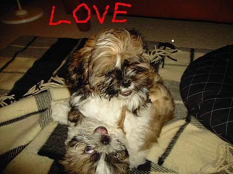 Shih tzu Fiona billede 14