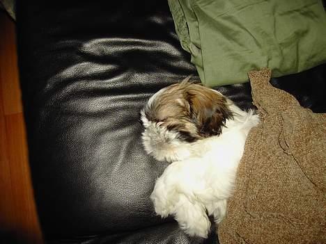 Shih tzu Fiona billede 15