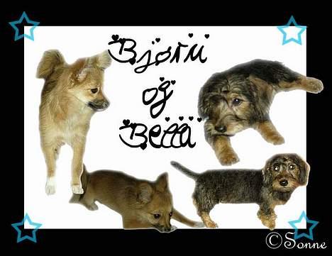 Blanding af racer Bjørn Mor/Svigermors HUND billede 13