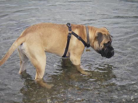 Bullmastiff Gizmo R.I.P - Mon der er noget i vandet jeg kan spise.. billede 7