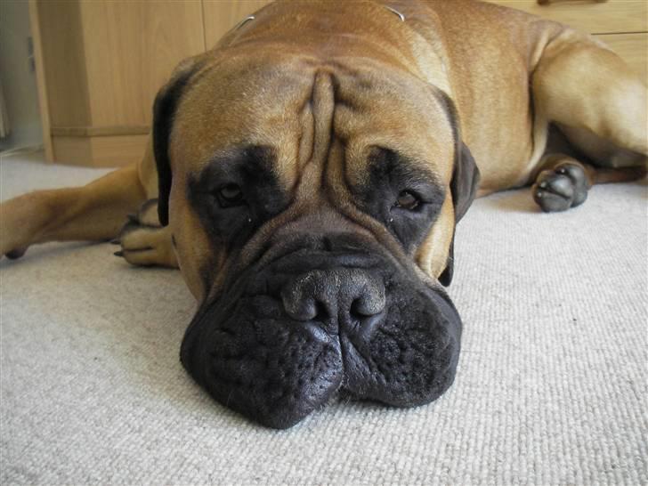 Bullmastiff Gizmo R.I.P - NYT billede 8