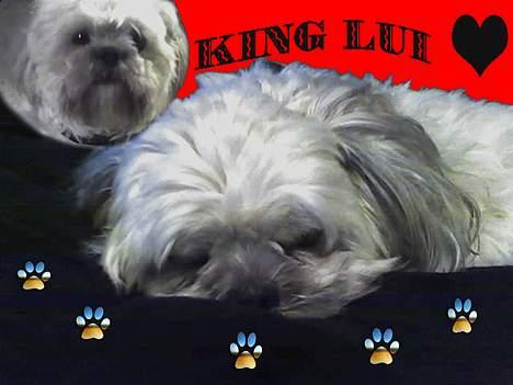 Shih tzu LUI - Ja så har jeg lige prøvet det de andre gør, ik så godt men det er det første :-) billede 10