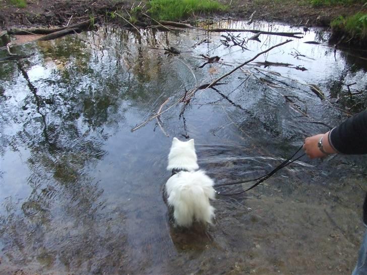 Japansk spids "~Akita R.I.P.~" - Det vand ser spændene ud:-D billede 9