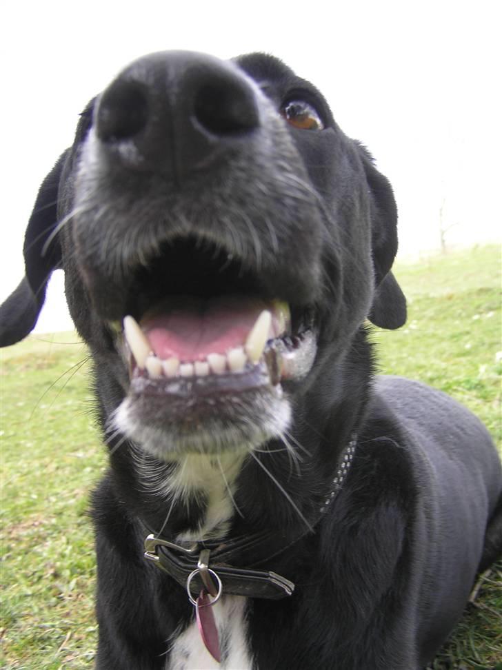 Blanding af racer Tikka billede 9