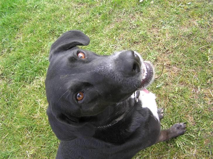 Blanding af racer Tikka billede 10