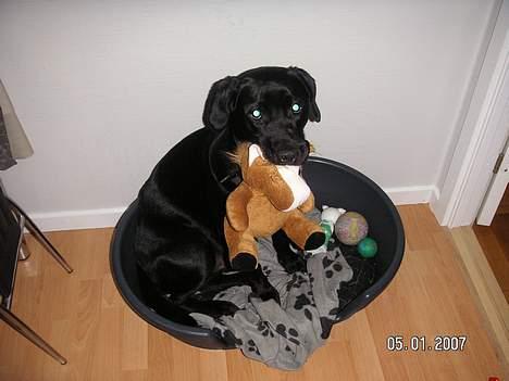 Labrador retriever Dico - Mig med nogle af mine bolde og bamser billede 13