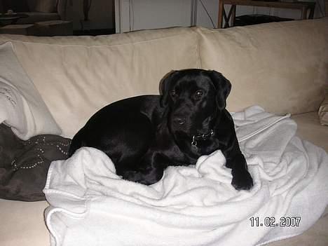 Labrador retriever Dico - Her ligger man dejlig blødt! billede 14
