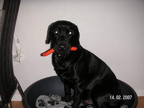 Labrador retriever Dico - Se jeg har fået en rød pølse fordi mor og far fik hotdogs.. nam nam billede 15