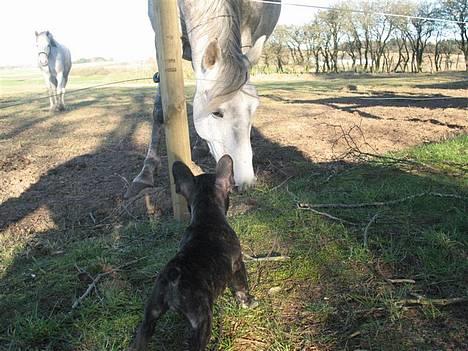 Fransk bulldog **Chick**("omplaceret") - Hva dog det for et mærkeligt dyr ? Den æder jo GRÆS :S Hmf .. billede 8