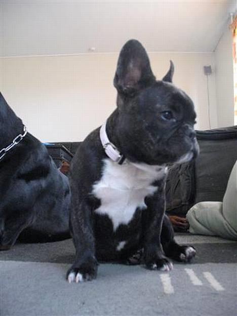 Fransk bulldog **Chick**("omplaceret") - mums.. lækkermus .. billede 9