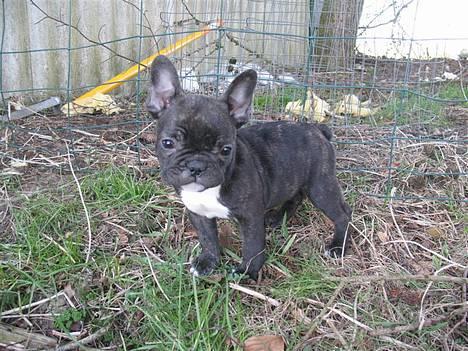 Fransk bulldog **Chick**("omplaceret") - Er jeg ik deeejlig ? Lige en tur i haven i det dejlige forårsvejr :D billede 10