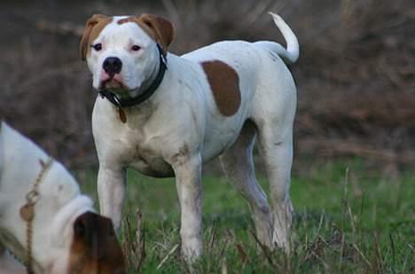 Amerikansk bulldog Rahbeks Ayla - Ayla 6 mdr. billede 11
