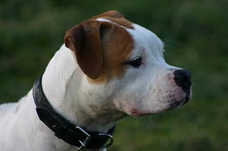 Amerikansk bulldog Rahbeks Ayla - Ayla 6 mdr. billede 12