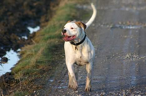 Amerikansk bulldog Rahbeks Ayla - Ayla 6 mdr. billede 13