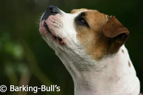 Amerikansk bulldog Kettners Kiara, "Shiva" billede 9
