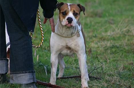 Amerikansk bulldog Kettners Kiara, "Shiva" billede 10