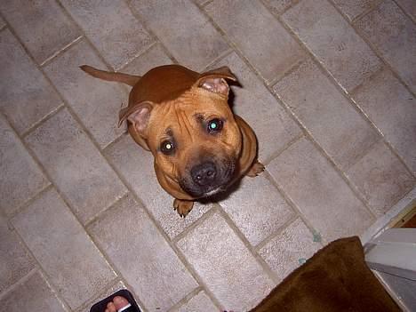 Staffordshire bull terrier zaki billede 9