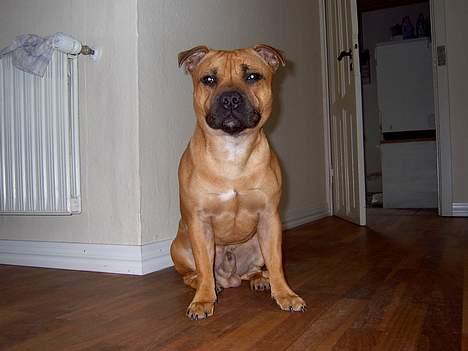 Staffordshire bull terrier zaki billede 10