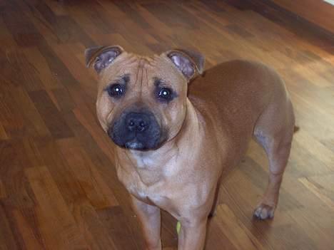 Staffordshire bull terrier zaki billede 11