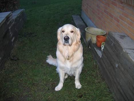 Golden retriever SOFUS - HER ER SNUSKEBASSEN billede 1
