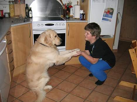 Golden retriever SOFUS - HER ER HAN SAMMEN MED MIG    8-) billede 2