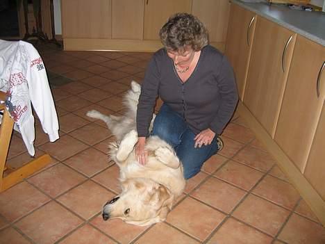 Golden retriever SOFUS - OOOHHHH  DET ER BARE DEJLIGT billede 4