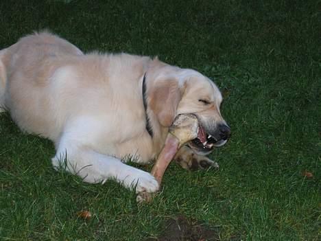 Golden retriever SOFUS - HAN KAN GODT LIDE MENNESKER      til middag billede 5