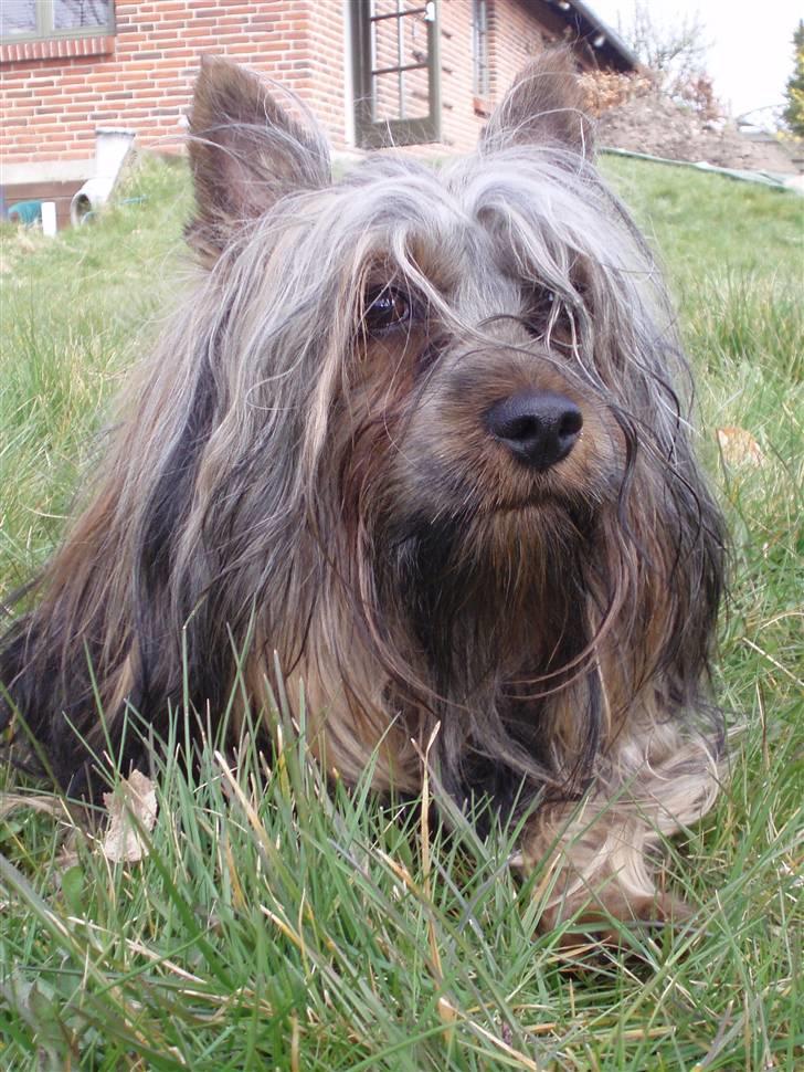 Australian silky terrier Silkylyst's Lorenzo - Muligt jeg ser snobbet ud på nogle billeder, men inderst inde er jeg blød og rar ! billede 1