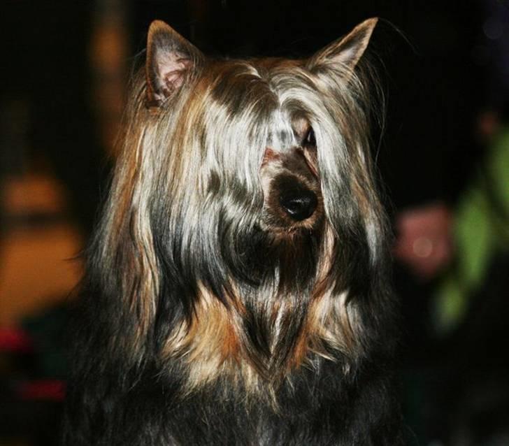 Australian silky terrier Silkylyst's Lorenzo - Bare nuttet billede 2