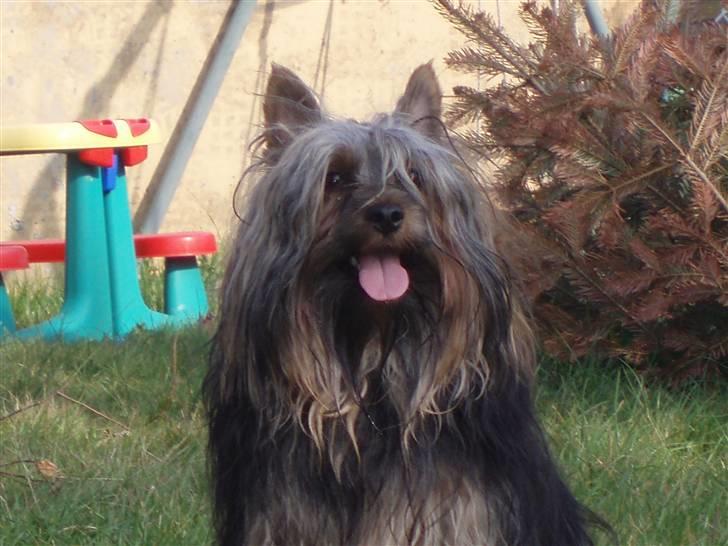 Australian silky terrier Silkylyst's Lorenzo billede 3