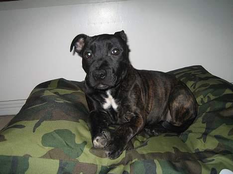 Staffordshire bull terrier Cisco - 16 uger gammel billede 9