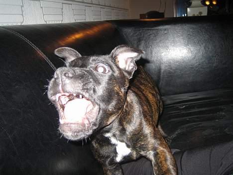 Staffordshire bull terrier Cisco - Se mine fine bisser. Og ikke et ord om at jeg har mistet 4 tænder i overmunden :-) billede 10