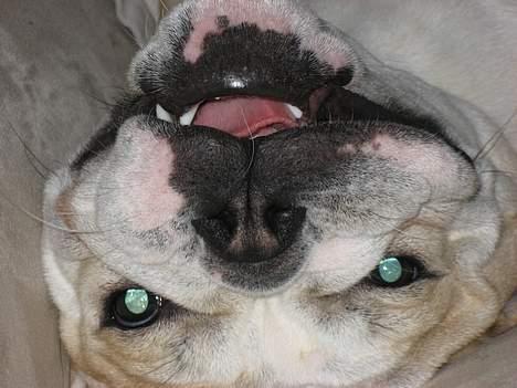 Engelsk bulldog Fine - .... Upside down - boy u turn me... Inside out´´´´´ Diana ross??? billede 8