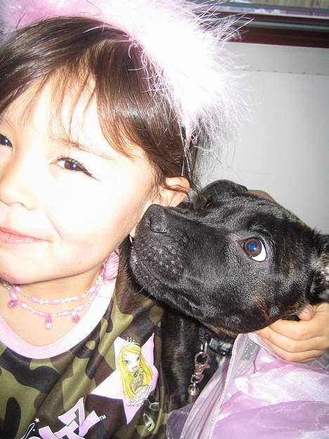 Staffordshire bull terrier Cisco - Mig og Mira. Hvad er det hun har på hovedet? billede 11