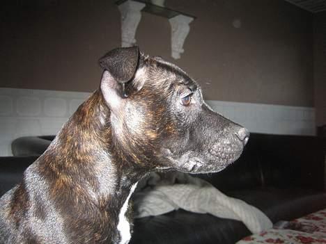 Staffordshire bull terrier Cisco - 16 uger gammel billede 12