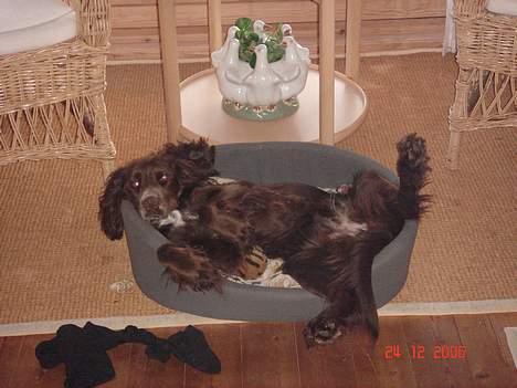 Field spaniel Mollie billede 1