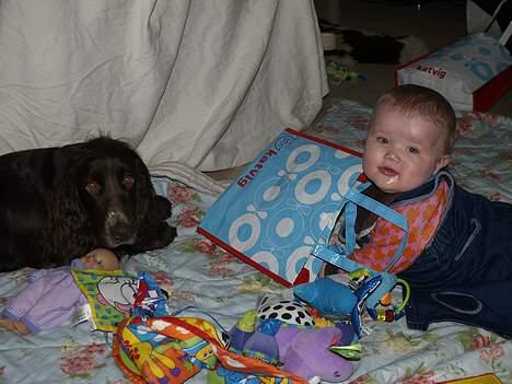 Field spaniel Mollie billede 2