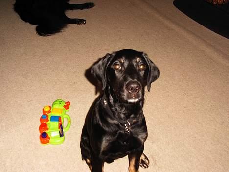 Blanding af racer janus - Janus da han var ca. 5 måneder billede 1