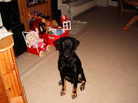 Blanding af racer janus - janus da han er ca 7 måneder billede 2