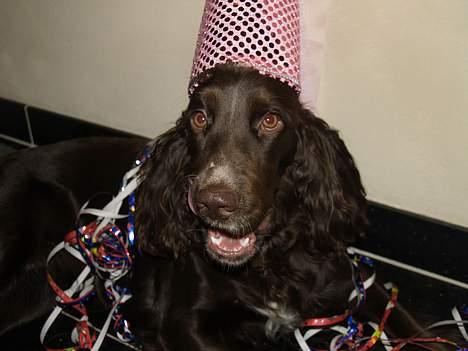 Field spaniel Mollie billede 3