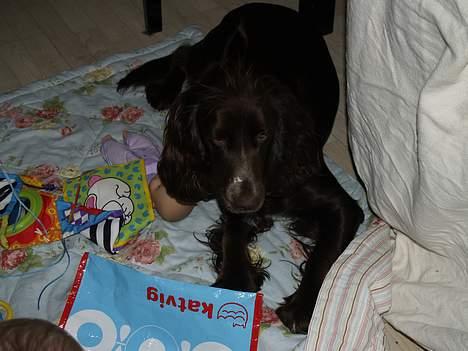 Field spaniel Mollie billede 4