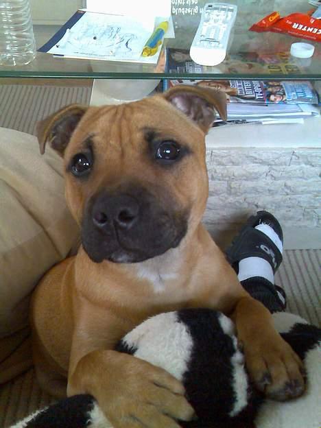 Staffordshire bull terrier zaki billede 12