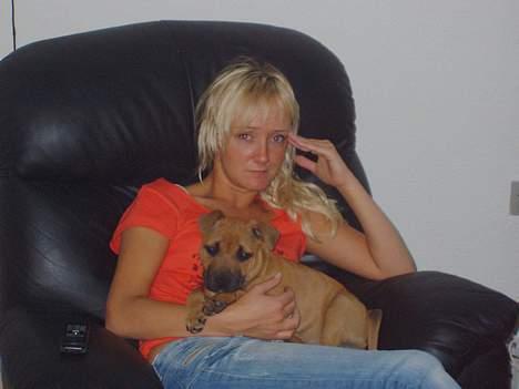 Staffordshire bull terrier zaki billede 13