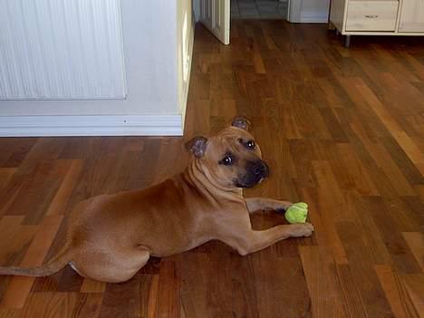Staffordshire bull terrier zaki billede 14