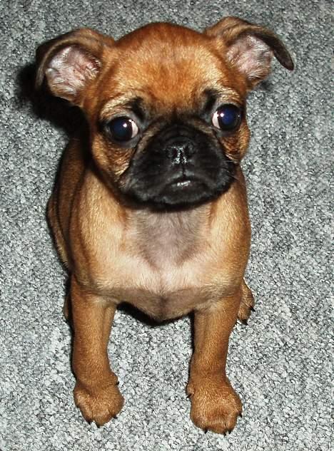 Blanding af racer Pippi billede 3