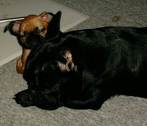 Blanding af racer Pippi billede 4