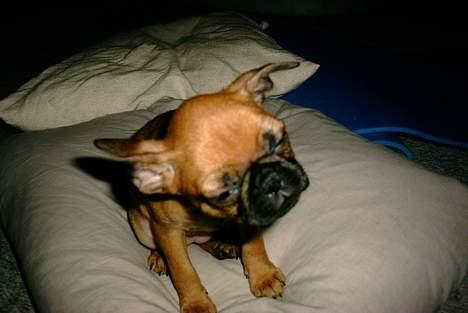 Blanding af racer Pippi billede 5